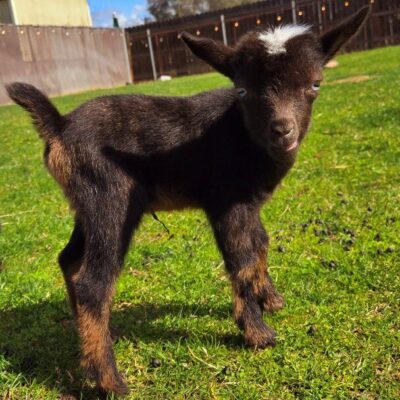 Golden Meadow Farm Stuart