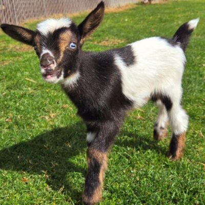 Golden Meadow Farm Rupert