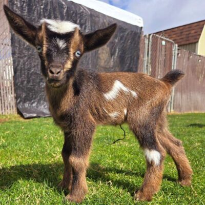 Golden Meadow Farm River