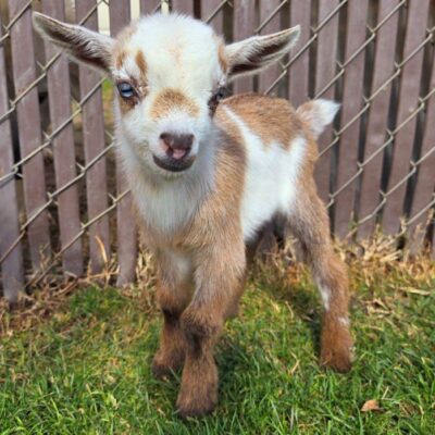 Golden Meadow Farm Waffles