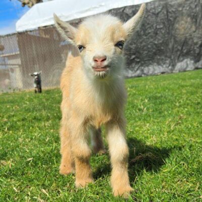 Golden Meadow Farm Twinkie