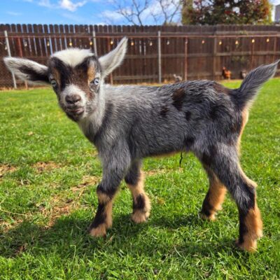 Golden Meadow Farm Thor