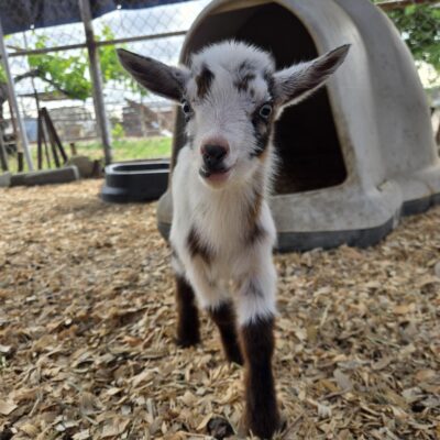 Golden Meadow Farm Zoey