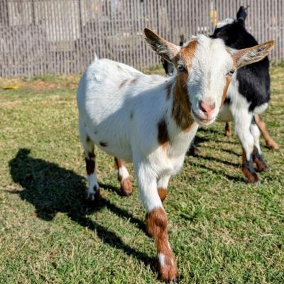 Golden Meadow Farm Zane