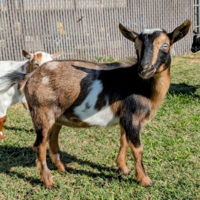 Golden Meadow Farm Zelda