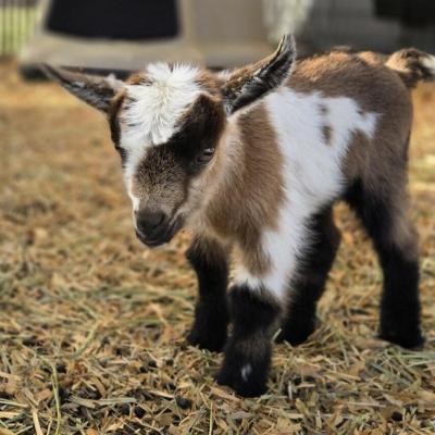 S&F Farms Bernadette