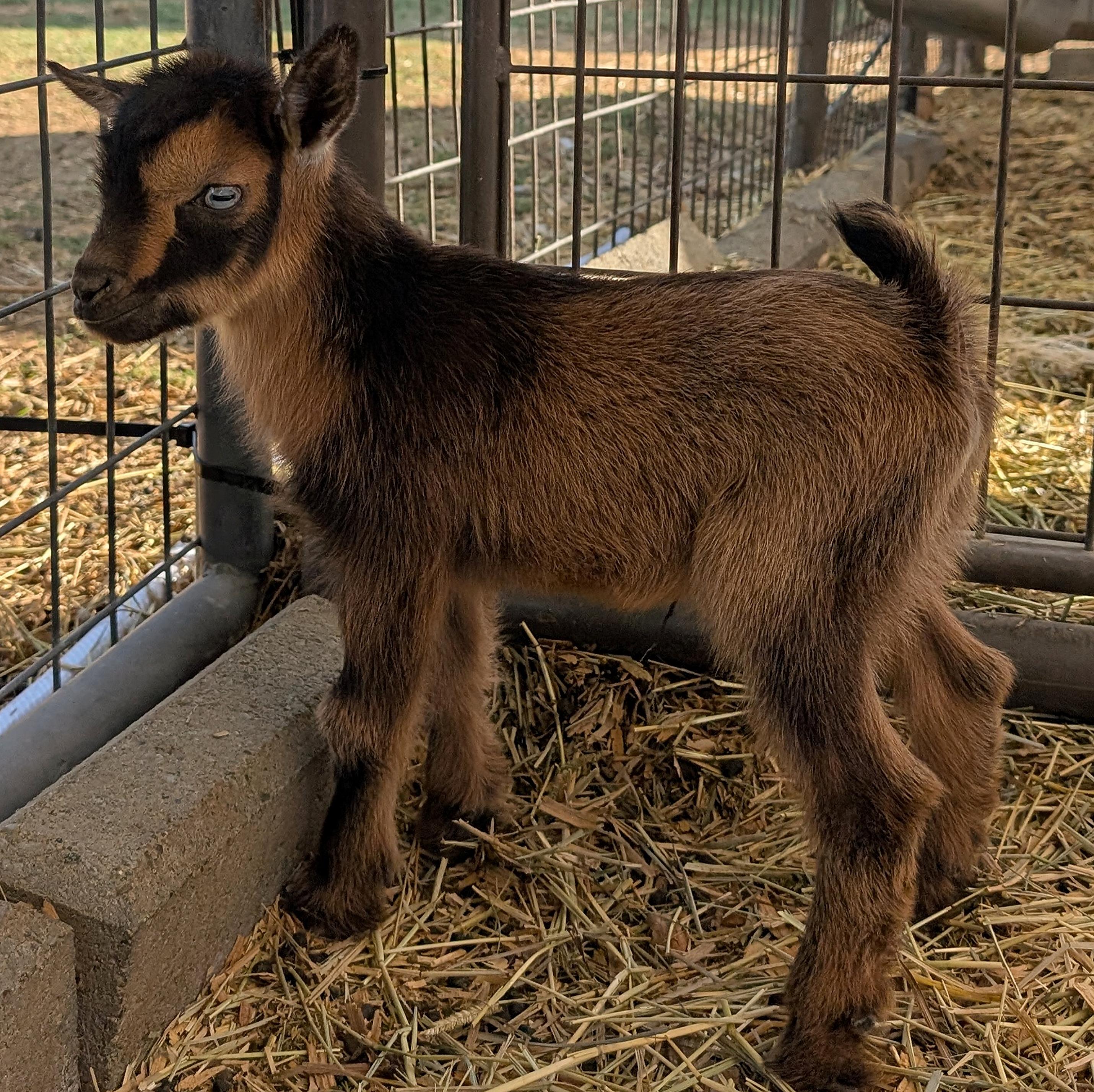 S&F Farms Gabriel
