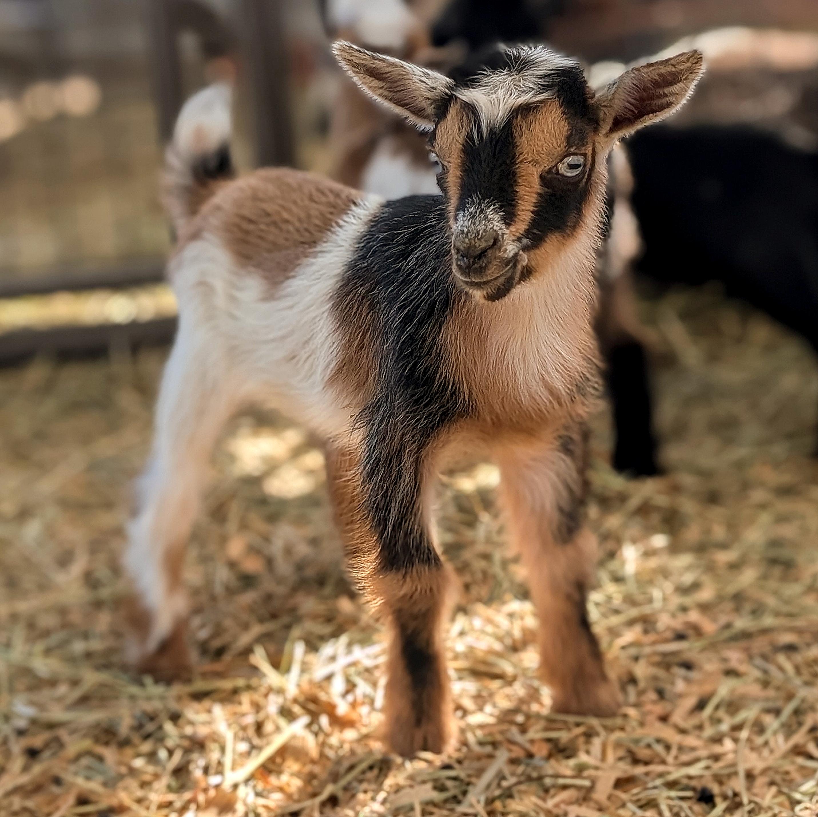 S&F Farms Grace