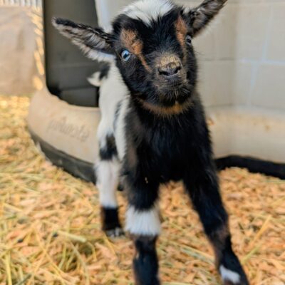 Golden Meadow Goats Hermione