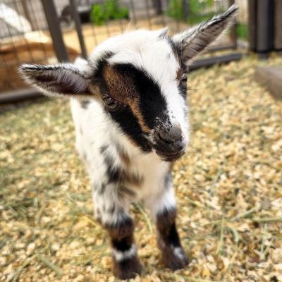 Golden Meadow Farm Luke