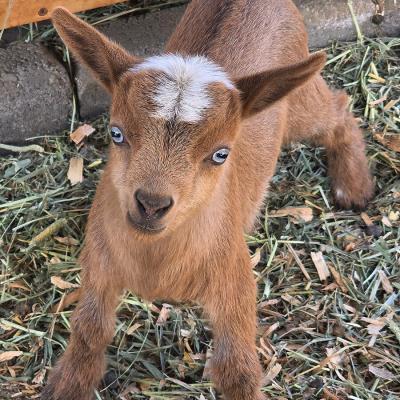Golden Meadow Farm Penelope