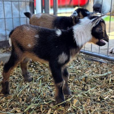 Golden Meadow Farm Sonny