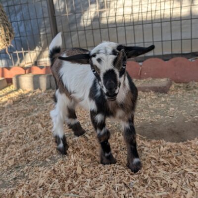 Golden Meadow Farm Felix