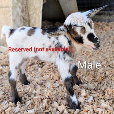 Golden Meadow Farm Bravo